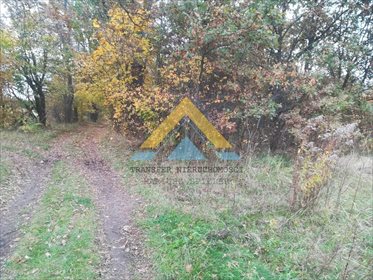 Działka leśna na sprzedaż Suchowo 19 300m2 Foto 6