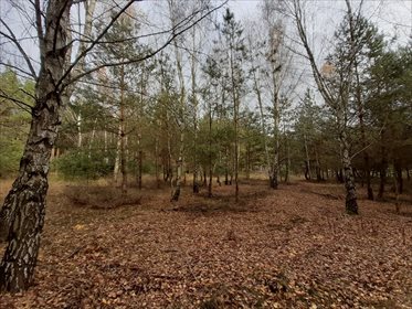 Działka rolna na sprzedaż Popowo Borowe 16 700m2 Foto 6