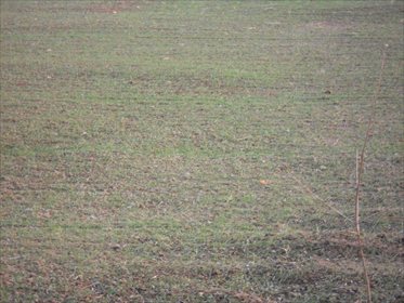 Działka inwestycyjna na sprzedaż Brzeźno 11 480m2 Foto 1