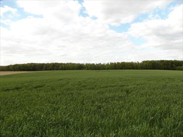Działka rolna na sprzedaż Orle 111 800m2 Foto 3