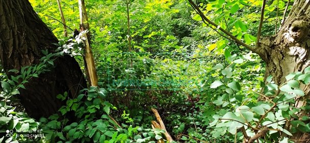 działka na sprzedaż 4900m2 działka Grodzisk Mazowiecki