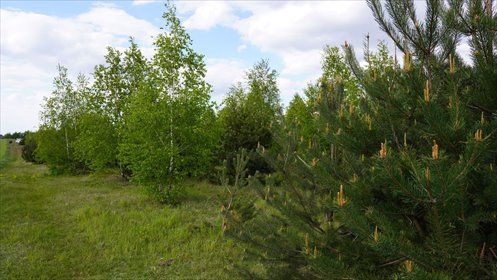 działka na sprzedaż 15000m2 działka Cisew, Cisew