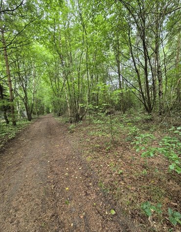 Na sprzedaż zalesiona działka 3956 m² z mediami w Zgierzu działka Jedlicze A, Łąkowa