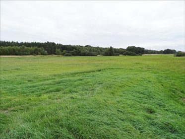 Działka rolna na sprzedaż Orzeszków, Wińsko 15 033m2 Foto 3