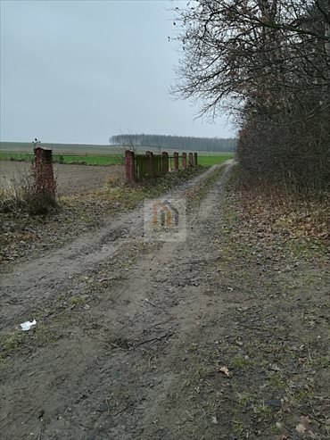 Działka budowlana na sprzedaż Iżyce 9 700m2 Foto 1