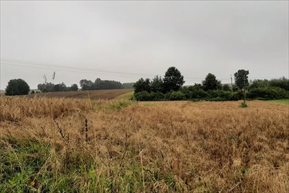Działka rolna na sprzedaż Młodziejów, Piaski 2 600m2 Foto 3