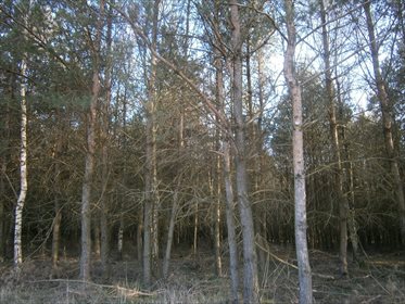 Działka leśna na sprzedaż Stara Wiśniewka 55 661m2 Foto 5