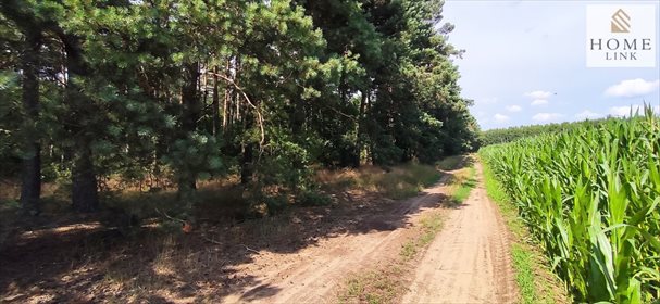 Działka leśna na sprzedaż Nowy Dwór 171 900m2 Foto 4
