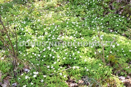 działka na sprzedaż 6300m2 działka Grębosze