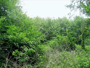 Na sprzedaż działka 15 100 m² z lasami i rzeką w Kamionce działka Kamionka