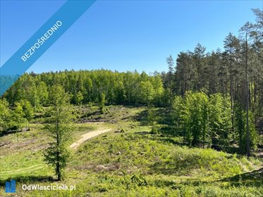 Sprzedam działkę 1227 m² w lesie nad wodą z dostępem do jezior działka Purda, w lesie nad wodą