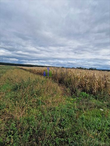 działka na sprzedaż 10500m2 działka Wojnowice