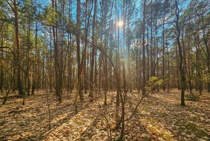 działka na sprzedaż 3316m2 działka Warszawa, Wawer, ul. Kwitnącej Akacji