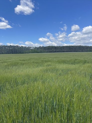 działka na sprzedaż 750m2 działka Wieleń