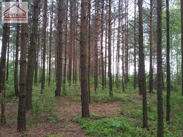 Działka leśna na sprzedaż Brzozowy Kąt 15 375m2 Foto 1
