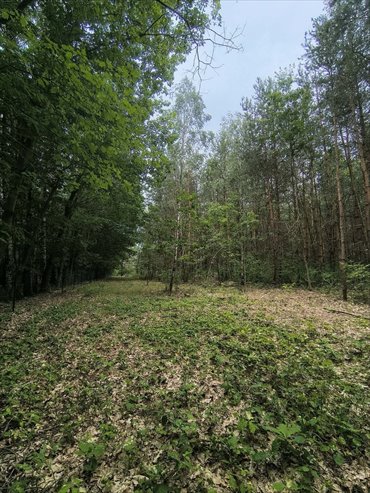 OKAZJA 160zł/m2 Sokolniki- Las działka Sokolniki-Las, Graniczna