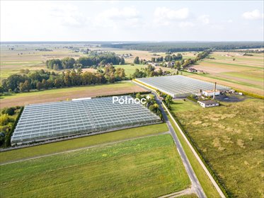 Inwestycyjny kompleks ogrodniczy 73,7 ha z szklarniami. magazyn Brenica, Spacerowa
