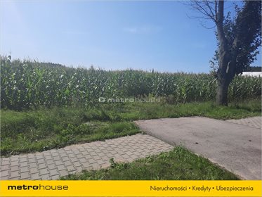 Działka rolna na sprzedaż Jagodne, Kotuń 60 000m2 Foto 3