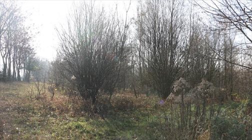 Działka budowlana na sprzedaż Wojkowice Kościelne 14 512m2 Foto 1