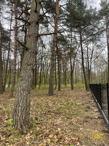 Działka 4960 m² w Złotokłosie – spokój i bliskość Warszawy działka Złotokłos, Leśna