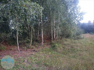 Działka budowlana na sprzedaż Biele 6 900m2 Foto 6