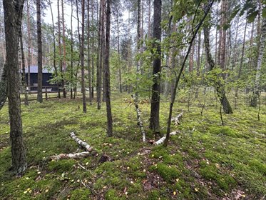 Twoje prywatne grzyby Działka 1993 m² Nowy Adamów działka Nowy Adamów