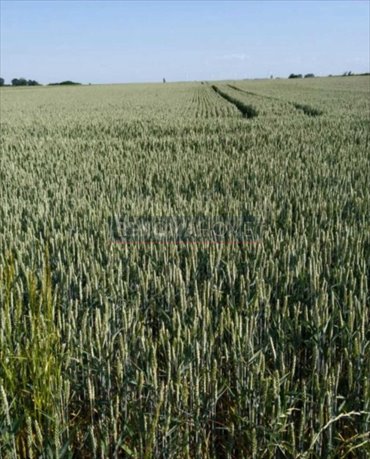 działka na sprzedaż 1500m2 działka Spalona