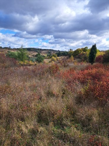 Działka budowlana na sprzedaż Kolbark, Kolbark, Grabowa 2 000m2 Foto 3