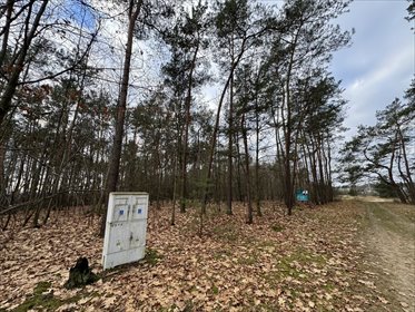 Twoja oaza w lesie działka Romanów, Przyszkolna