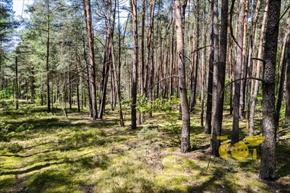 działka na sprzedaż 4367m2 działka Wilga