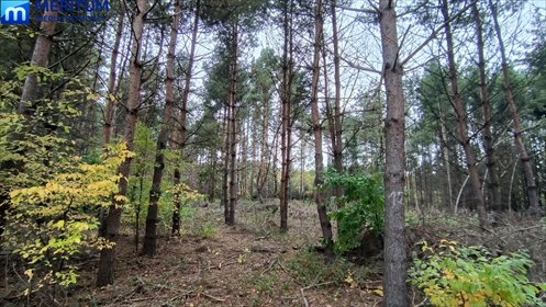 działka na sprzedaż 4000m2 działka Adamów-Wieś