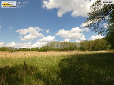 Działka siedliskowa na sprzedaż Błotno 18 300m2 Foto 3
