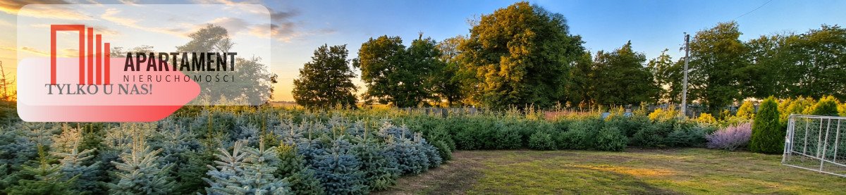 Zapraszam do zakupu działki 3000 m² z plantacją świerków w Kościelcu działka Kościelec
