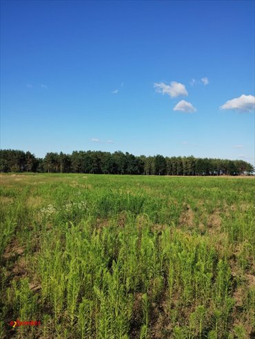 działka na sprzedaż 21600m2 działka Blinno