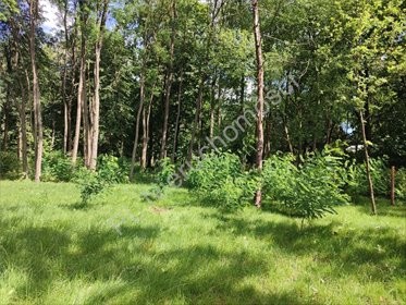 Zapraszam do obejrzenia dużej działki 4830 m² z lasem w Podkowie Leśnej działka Podkowa Leśna