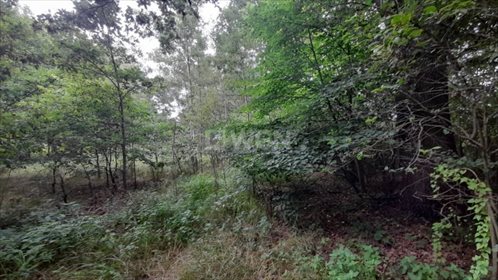 Działka budowlana na sprzedaż Trzmielów, Trzmielów 3 000m2 Foto 3