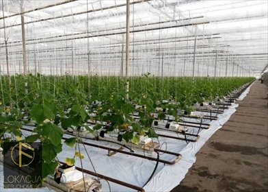 działka na sprzedaż 40000m2 działka Tłokinia Wielka