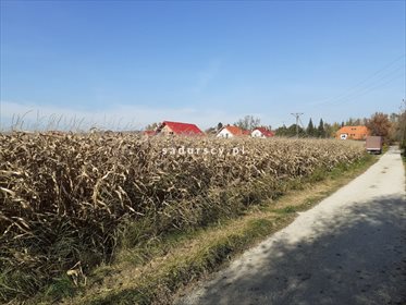 działka na sprzedaż 8300m2 działka Brzezie, Zielona