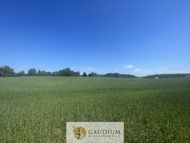 Na sprzedaż działka 3012 m² z MPZP i potencjałem inwestycyjnym działka Bielkówko, Studzienna