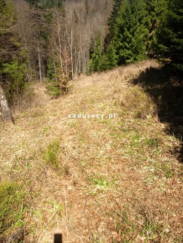 działka na sprzedaż 14428m2 działka Szczawnica