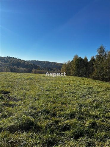 działka na sprzedaż 6447m2 działka Wyręby