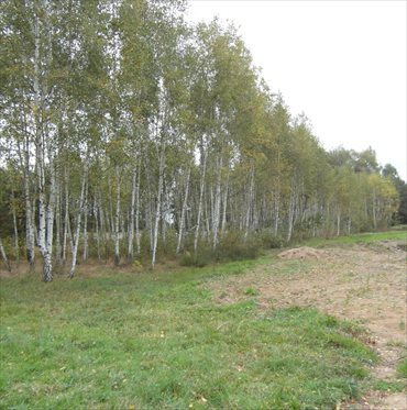działka na sprzedaż 3000m2 działka Sobienki