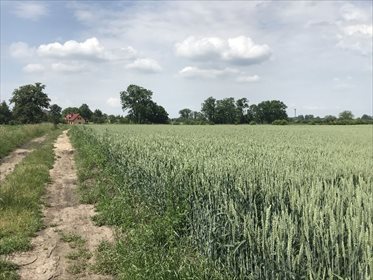 działka na sprzedaż 11200m2 działka Nowojowice