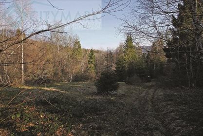 Działka inwestycyjna na sprzedaż Strzebowiska 9 988m2 Foto 1