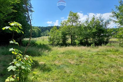 Działka siedliskowa na sprzedaż Grzechynia 1 600m2 Foto 4