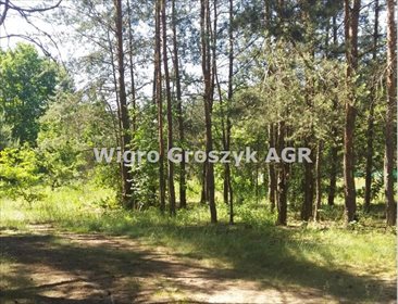 Zapraszam do zakupu działki 1896 m² z warunkami zabudowy i leśnym otoczeniem działka Poddębie