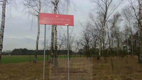 Działka budowlana na sprzedaż Starowola 12 600m2 Foto 4