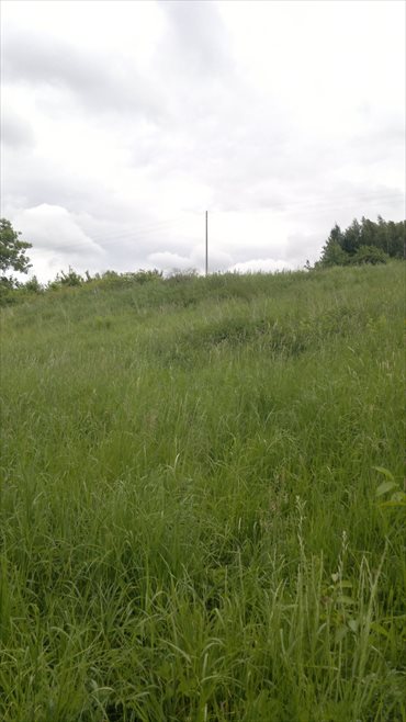 Działka budowlana na sprzedaż Niechobrz 7 400m2 Foto 6