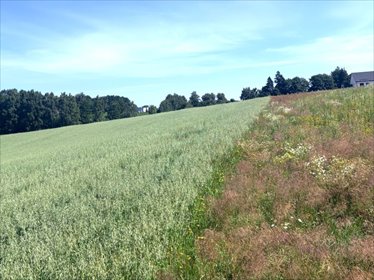 Polecam działkę 1000 m² z potencjałem w Dobrzewinie działka Dobrzewino, Jeziorna