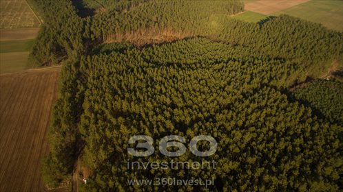 Działka leśna na sprzedaż Słonów 10 800m2 Foto 7